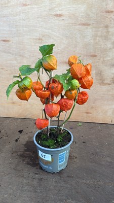 Lot 1065 - Chinese Lantern
