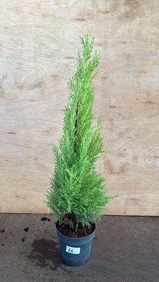 Lot 1066 - Lemon scented Goldcrest
