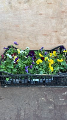 Lot 1067 - Crate of Winter flowering Pansies