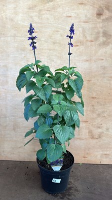 Lot 1068 - Large hardy Salvia -‘Big Blue’