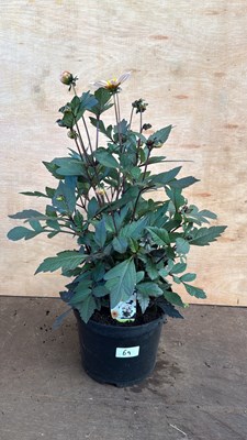 Lot 1069 - Large Dahlia -‘Happy days White’