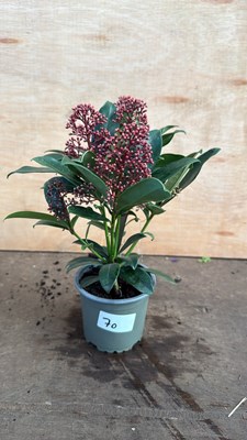 Lot 1070 - Winter flowering Skimmia