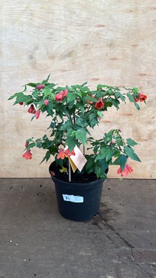 Lot 1071 - Patio Abutilon