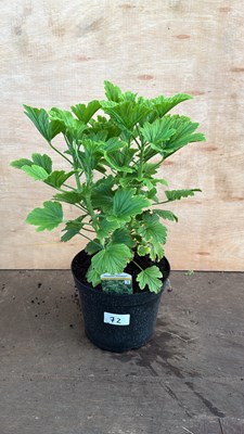 Lot 1072 - Highly scented leafed Geranium -‘Moskito Schoker’