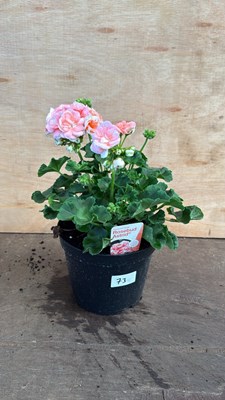 Lot 1073 - Large Geranium -‘Rosebud Astrid’
