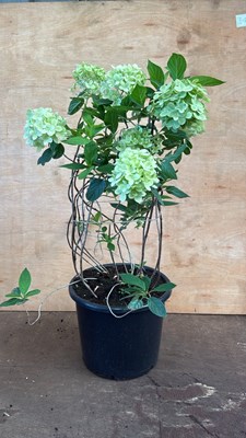 Lot 1074 - Large Hydrangea -‘Annabelle’