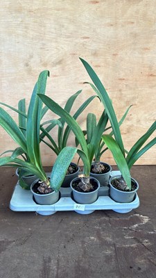 Lot 1075 - Tray of 6 garden Amaryllis