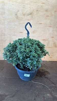 Lot 1076 - Multi coloured Chrysanthemum hanging pot