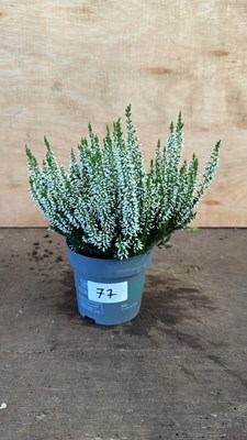Lot 1077 - Winter flowering white Heather