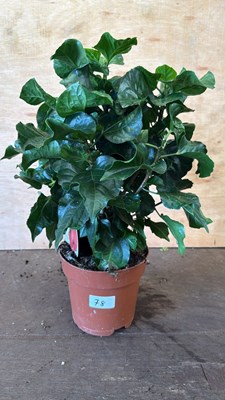 Lot 1078 - Hibiscus -‘Fiori Grande’