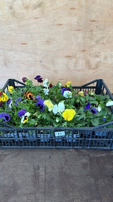 Lot 1079 - Crate of winter flowering Pansies