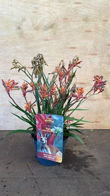 Lot 1080 - Kangaroo paw -‘Red Inferno’