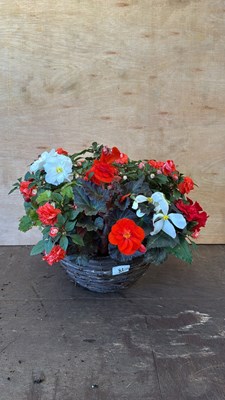 Lot 1081 - Mixed hanging basket