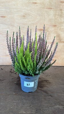 Lot 1082 - Multi coloured winter flowering Heather