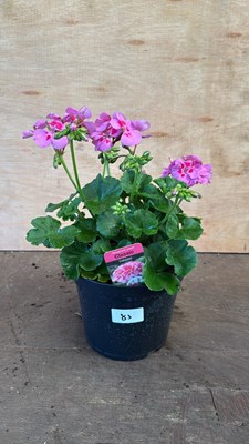 Lot 1083 - Large Geranium -‘Classic - Calypso’