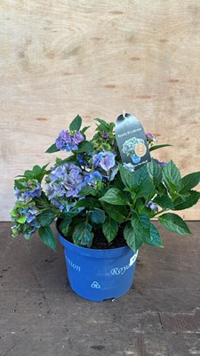 Lot 1084 - Royalty Collection Hydrangea -‘Lady Mata Hari...