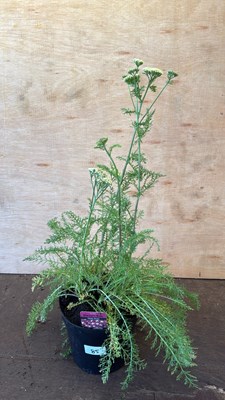 Lot 1085 - Achillea -‘Desert Eve - Deep rose’