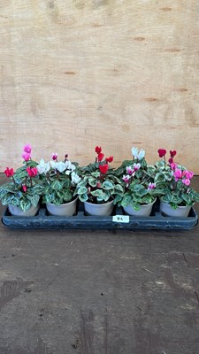 Lot 1086 - Tray of 10 mixed Cyclamen