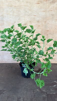 Lot 1087 - Highly scented leafed Geranium -‘Lemon’