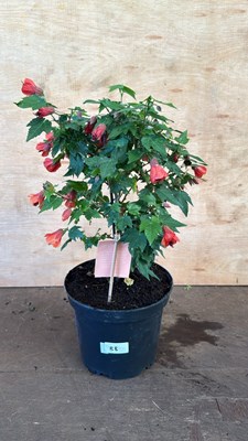 Lot 1088 - Patio Abutilon