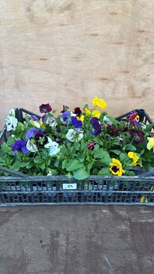 Lot 1089 - Crate of winter flowering Pansies