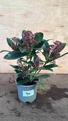 Lot 1090 - Winter flowering Skimmia