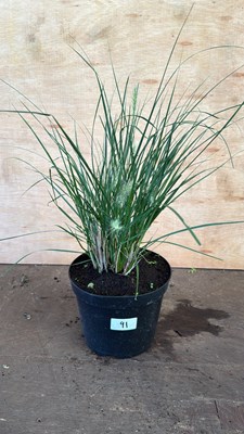 Lot 1091 - Ponytail Grass