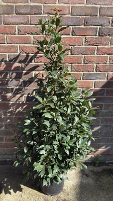 Lot 1092 - Large Bay Cone