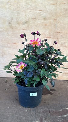Lot 1093 - Large Dahlia -‘Happy days Purple’