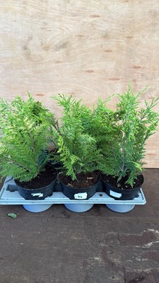 Lot 1094 - Tray of 6 hedging conifers