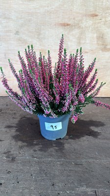 Lot 1095 - Winter flowering pink Heather