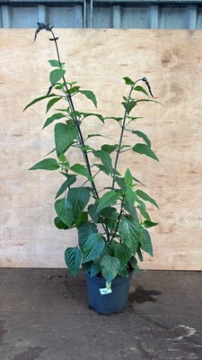 Lot 1096 - Large Salvia -‘Black and bloom’