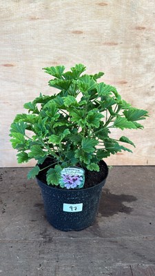 Lot 1097 - Highly scented leafed Geranium -‘Orange fizz’