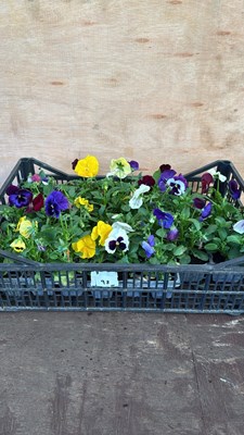 Lot 1098 - Crate of winter flowering Pansies