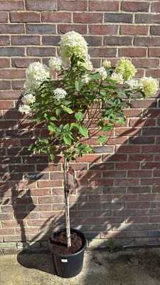 Lot 1099 - Large standard Hydrangea -‘Paniculata Limelight’