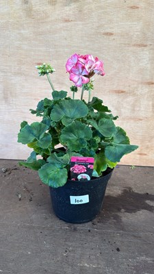 Lot 1100 - Large Geranium -‘Bunny - Strawberry ice’