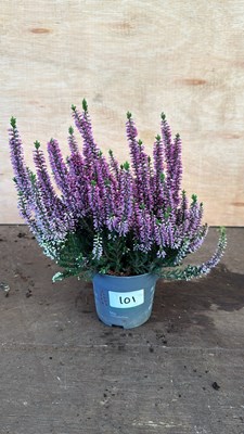 Lot 1101 - Winter flowering pink Heather