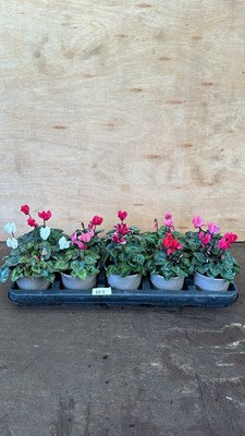 Lot 1102 - Tray of 10 mixed Cyclamen