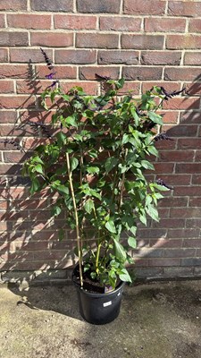Lot 1103 - Tall and hardy Salvia -‘Amistad’