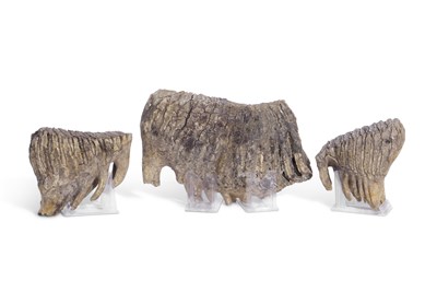 Lot 181 - Three sections of Mammoth teeth