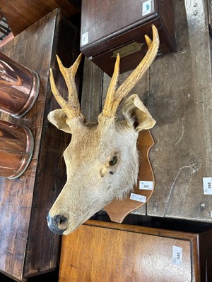 Lot 549 - Taxidermy Stags Head