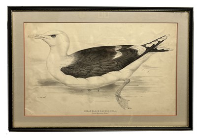 Lot 56 - Edward Lear (British, 1812-1888), 'Great Black-...