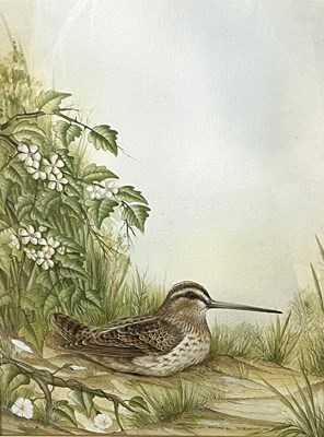 Lot 66 - Andrew Osborne (British), Snipe watercolour,...