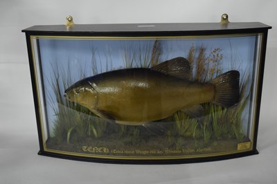 Lot 224 - Taxidermy modern Tench (Tinca tinca) in...