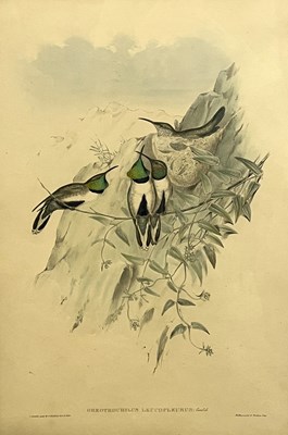 Lot 39 - John Gould and H.C.Richter, "White-Sided...