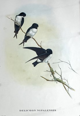 Lot 94 - John Gould and Henry Constantine Richer, Nepal...