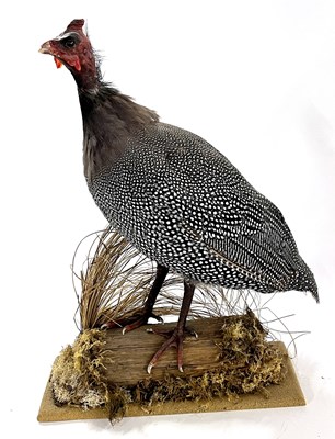 Lot 128 - Taxidermy Guinea Fowl in naturalist setting...