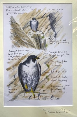 Lot 118A - Steve Cale (British, contemporary), Peregrine...